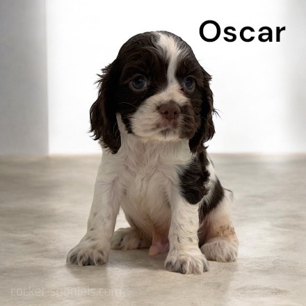 puppy, for, sale, Cocker Spaniel, Joe & Cherri  Overlease, dog, breeder, Miller, MO, dog-breeder, puppy-for-sale, forsale, nearby, find, puppyfind, locator, puppylocator, aca